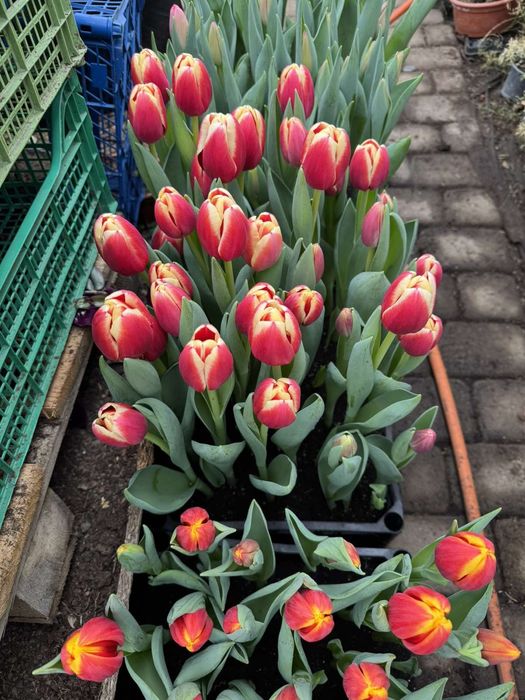 Тюльпани до 8 березня