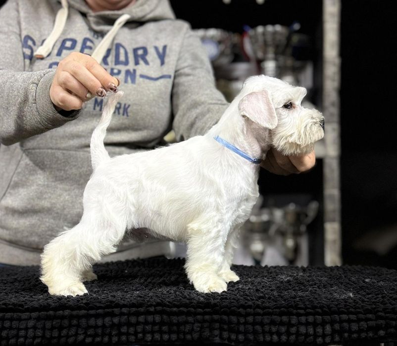 Щенок белого цвергшнауцера