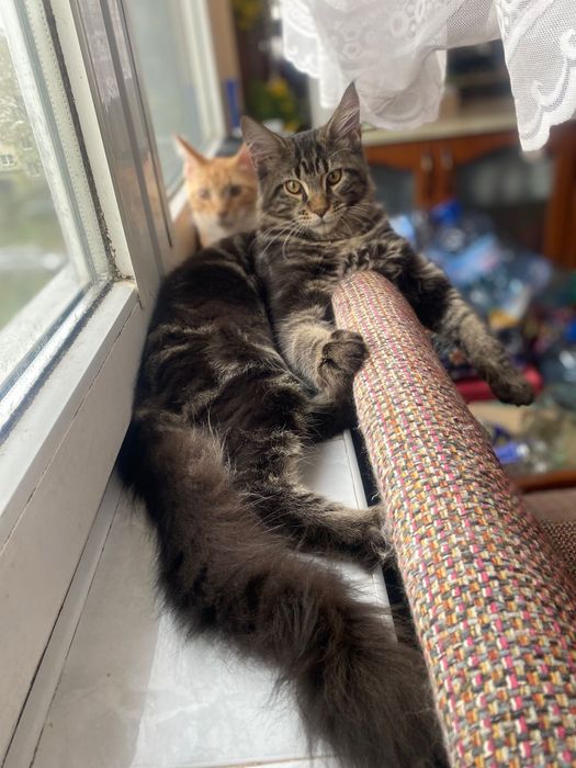 Maine Coon piękny kocurek