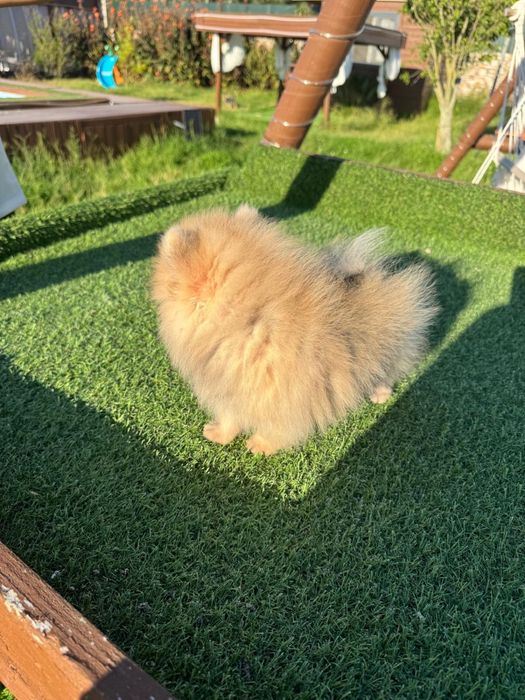 Spitz Alemão Anão MINI com LOP