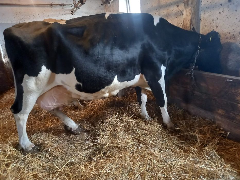 Krowy młode mleczne