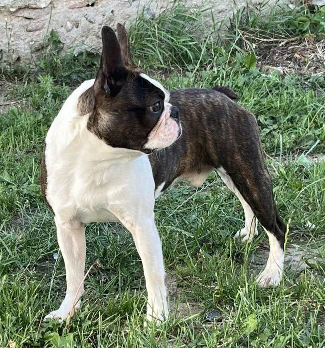 Szczeniak Boston terrier chłopiec :)