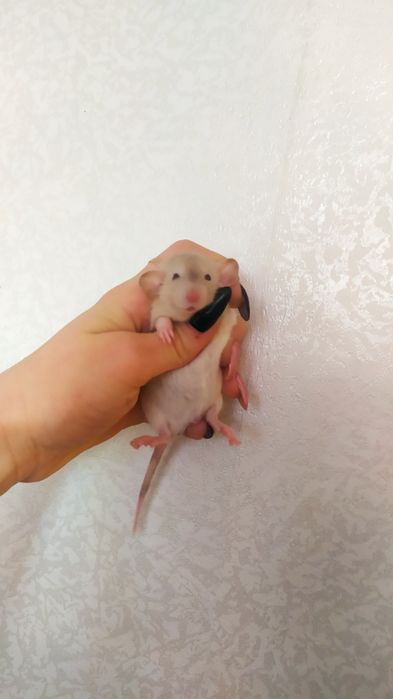 Сиамские дамбо крысята