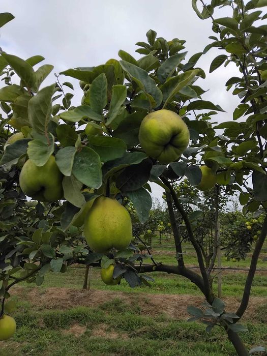 Marmelos Gigante de Vranja