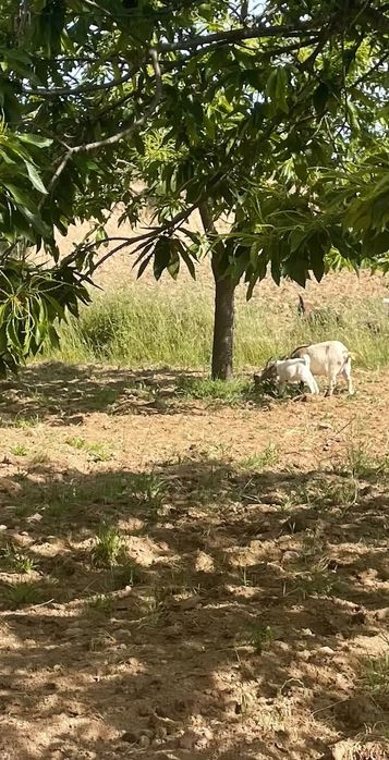 Troco ou vendo  cabras anas paridas