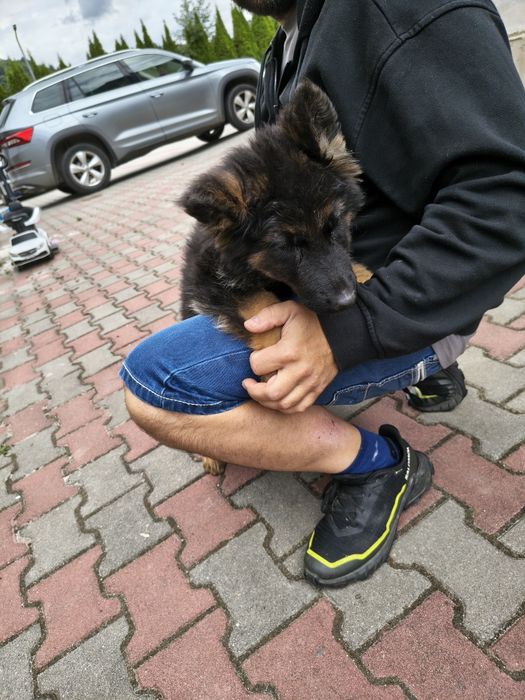 Szczeniak owczarek niemiecki długowłosy gotowy do odbioru