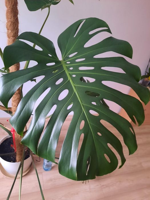 Monstera deliciosa