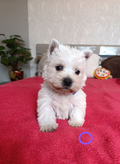 West Highland White Terrier Piesek z Rodowodem