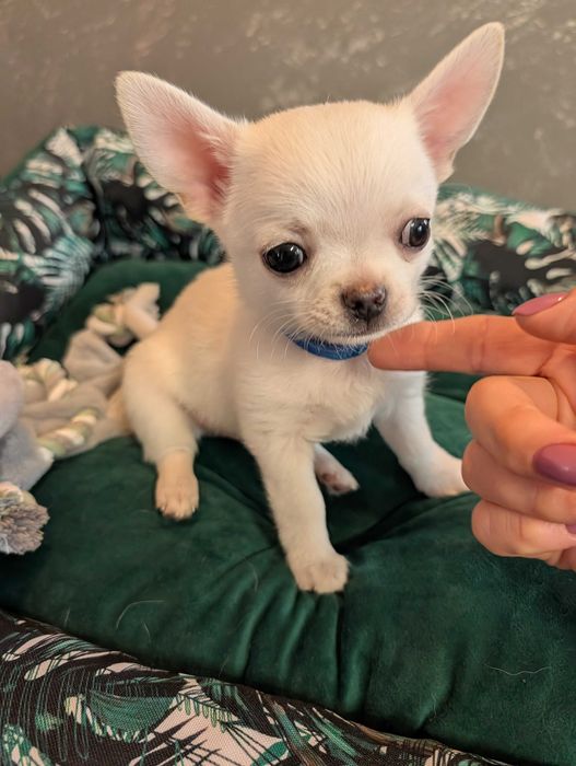 Chihuahua krótkowłosy biały ZKwP