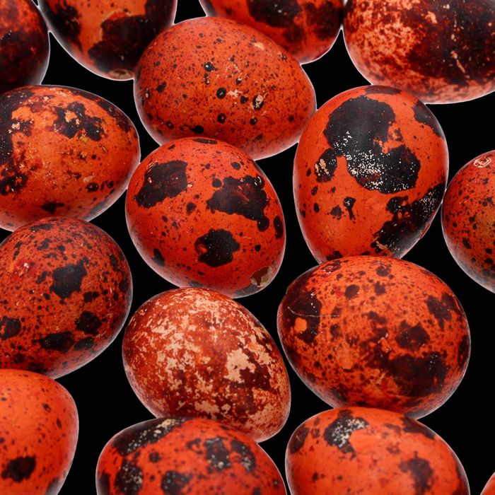 Naturalne przepiórcze jaja - wydmuszki 20 szt. 3 cm