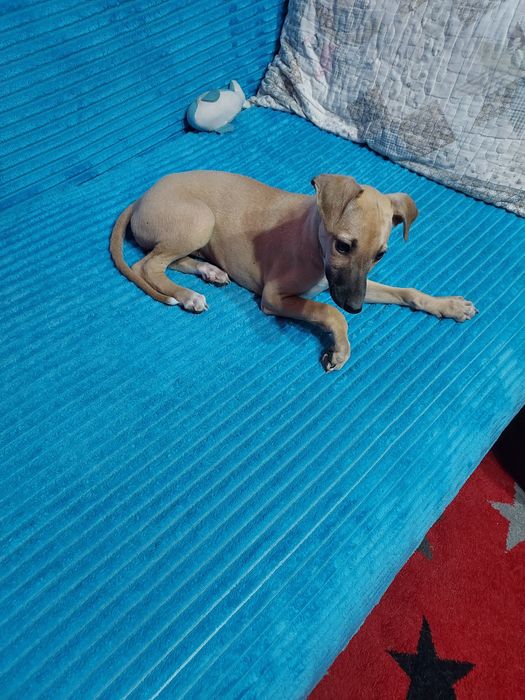 Chart Angielski Whippet suczka