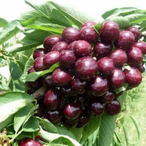 Саджанці черешні. Опт/роздріб