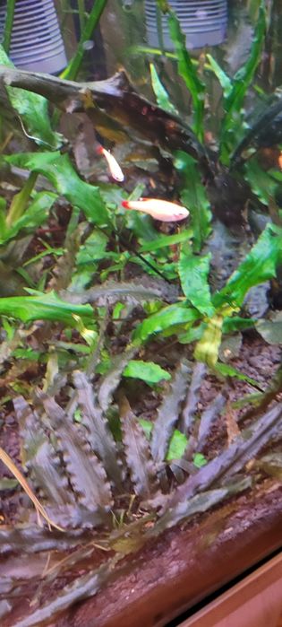 Witam sprzedam kardynałki złote