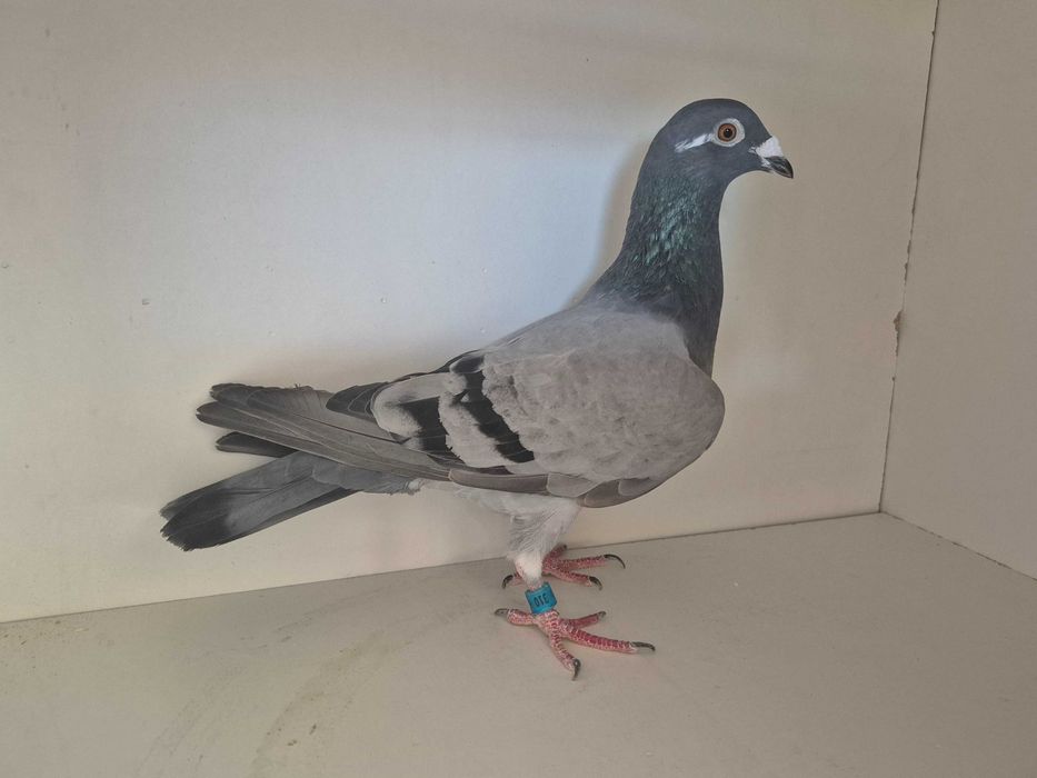 Gołąb Pocztowy : Samica z linii Roland Fitzner (wraz z rodowodem!)