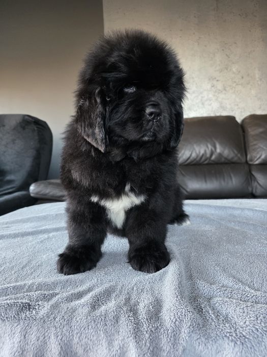 Nowofundland szczenie ZKWP FCI doskonały rodowód