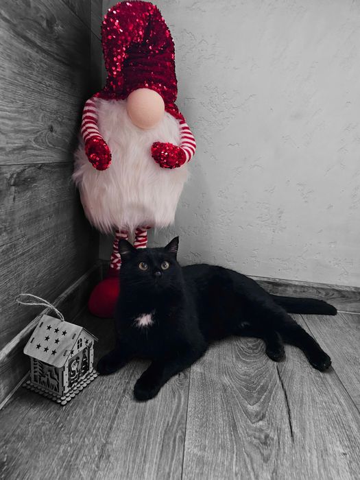 Кіт Матвій шукає господаря.