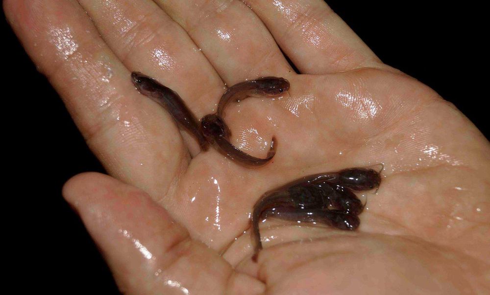 Продам малька кларієвого (африканського/мармурового) сома