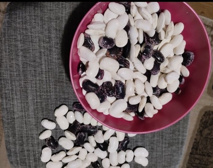 Продам квасолю велику рябу Скарлет