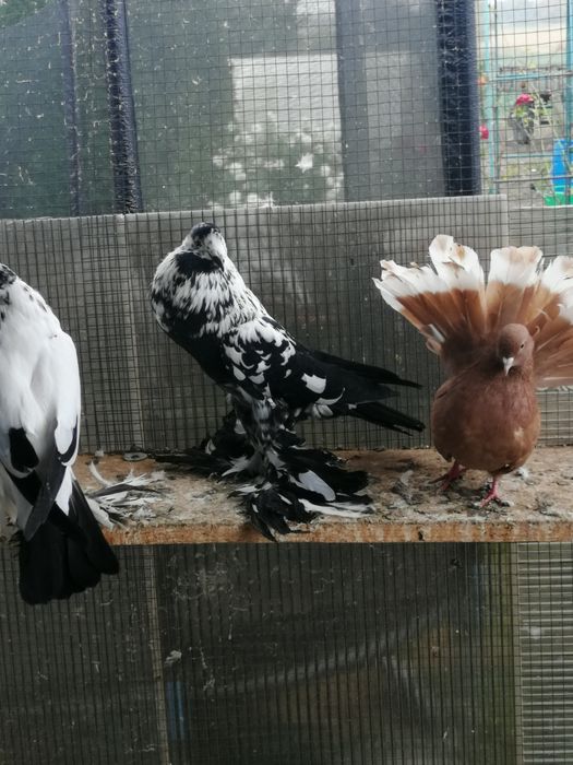Gołębie ozdobne różne rasy.