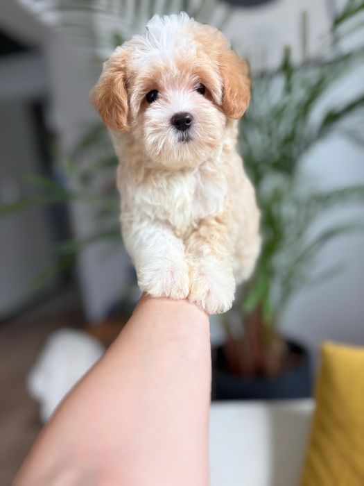 Maltipoo Suczka XXS Art Puppies Badania