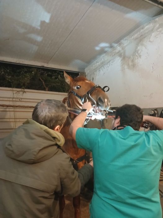 Cavalo Lazao castrado livro verde 8 anos