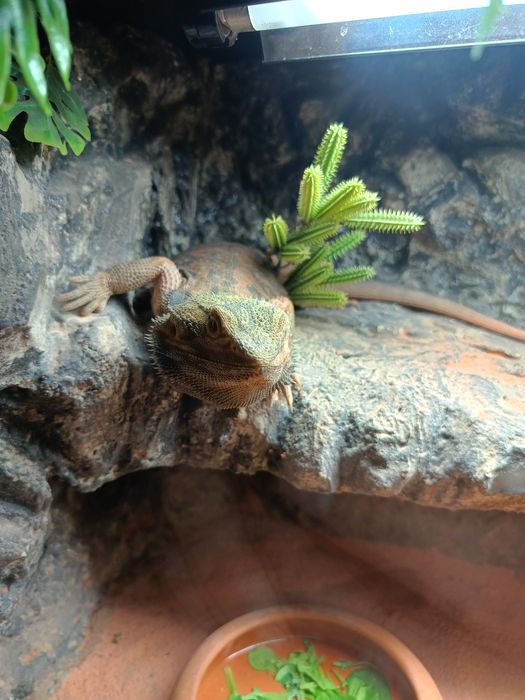 Agama brodata ,samiec