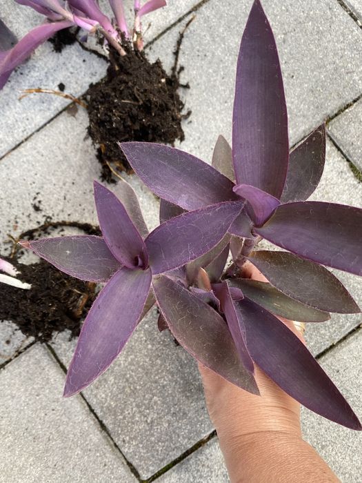 Trzykrotka purpurowa