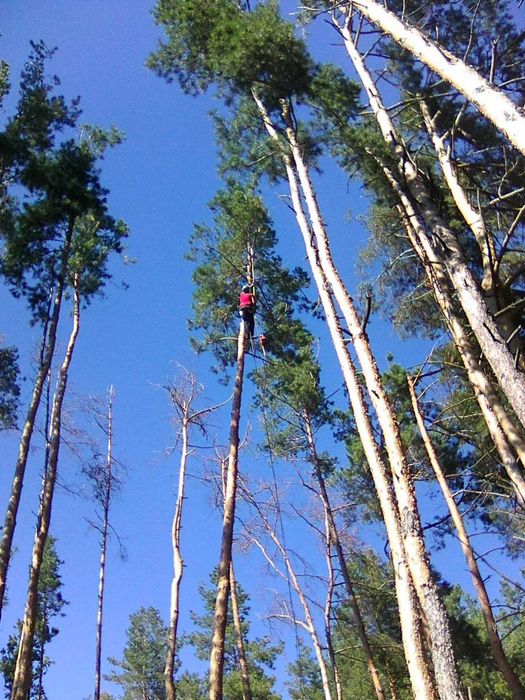 Зрізати дерево, Зрізання  дерев, кронування