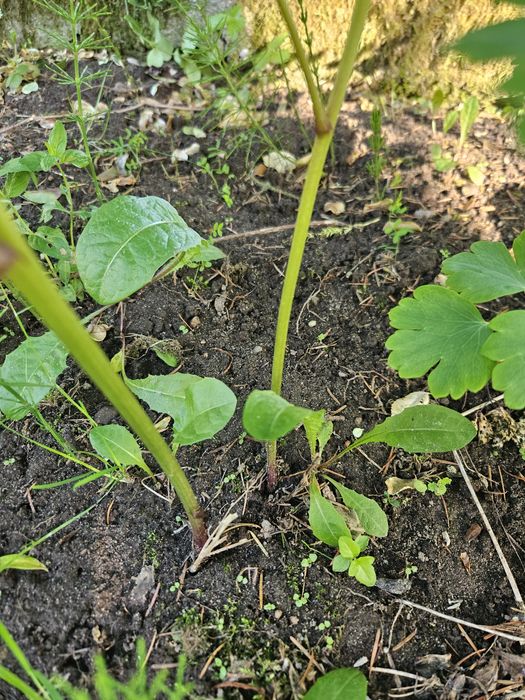 Sadzonka piwonii kopana z gruntu różowa, pachnąca