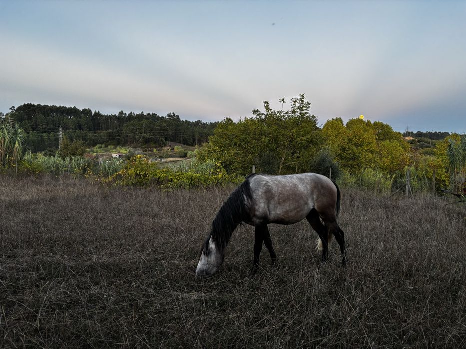 Poldro 3 anos de idade
