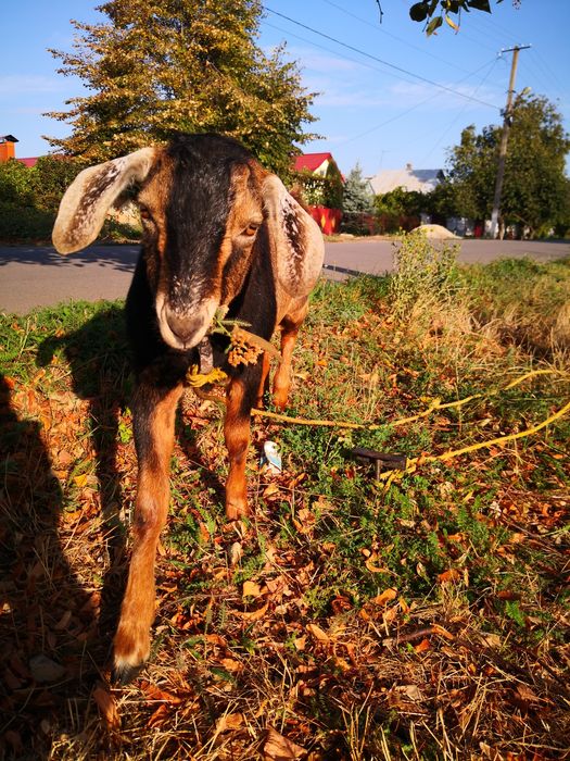 Цап козел покриття вязка
