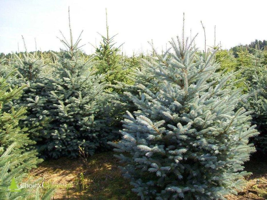 Plantacja Choinek Świerk Srebrny Cięty 200-250cm