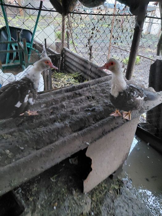 Продам домашню птицю
