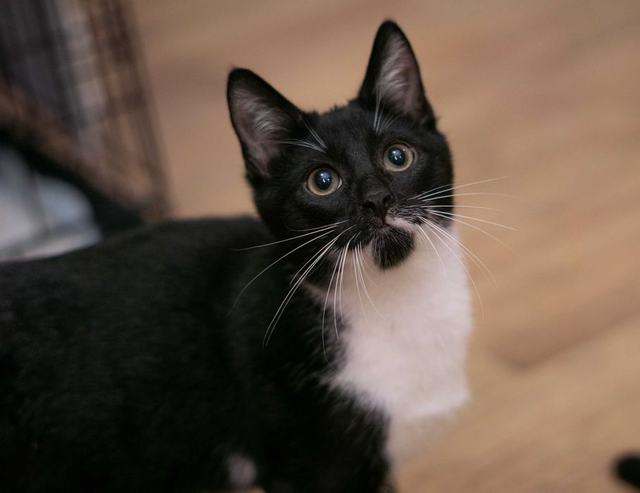 Koksik - kotek do adopcji