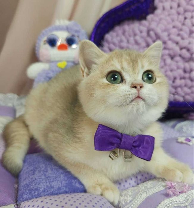 Чудове британське кошеня, Тімберлейк