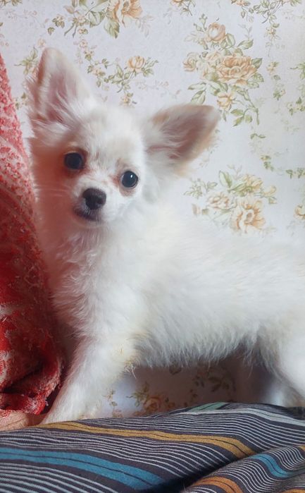 Чихуахуа дівчата длинношерстні