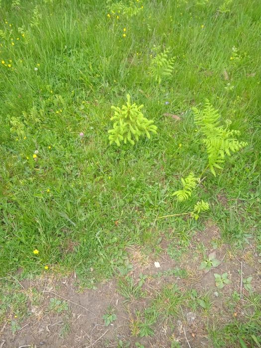 Огорожа,паркан живий