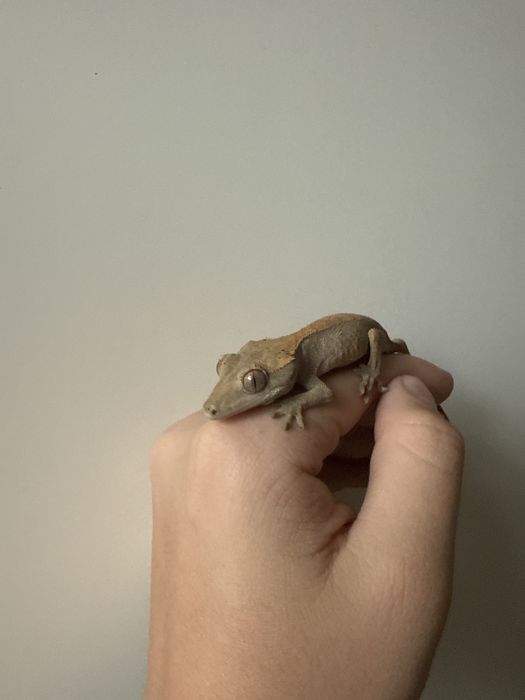 Gekon orzęsiony z tego roku