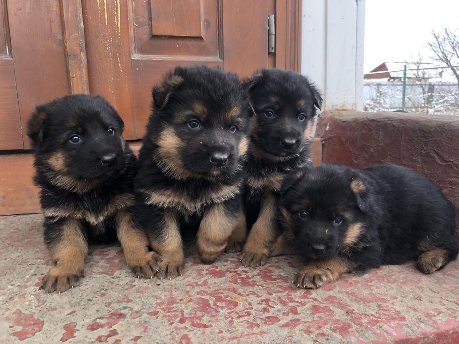 Цуценята німецької вівчарки