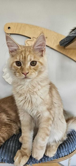 Kocurek  Lemon Maine Coon