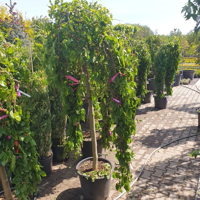 Шелковица Береза  плакучая штамп Ирга Канадская Ламарка