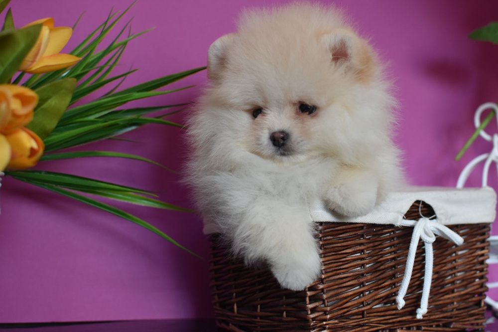 Кукольний хлопчик шпіц