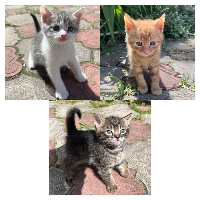 Віддаю кошенят в добрі руки!
