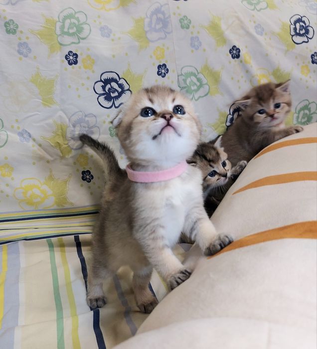 Дівчинка Золота Шиншила