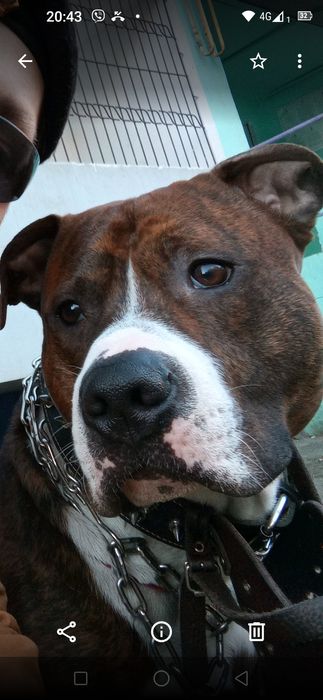 Вязка!Питбуль шалун  ищет свою любовь)))