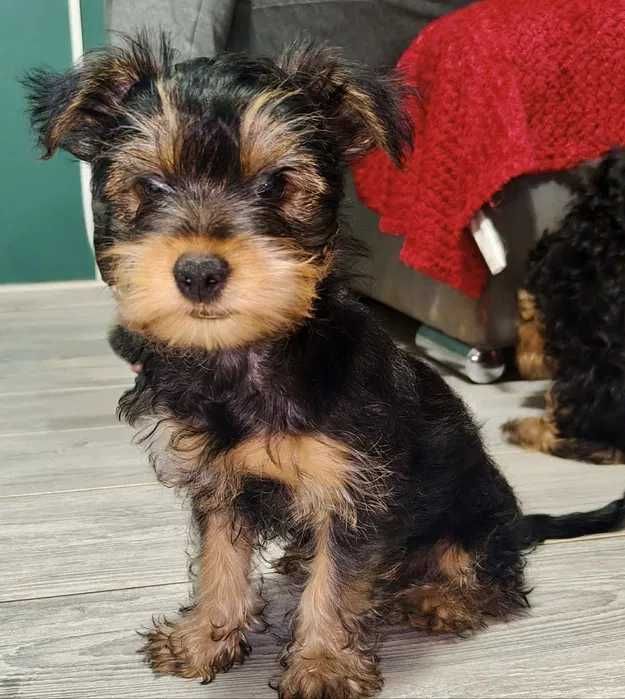Yorkshire Terrier