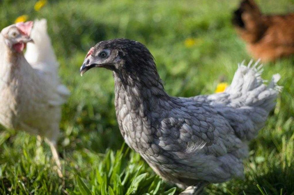 Kury Kokoszki Nioski