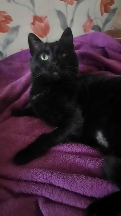 Киця безкоштовно в добрі руки