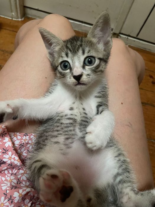 Gatos bebes para adoção responsavel