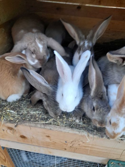 Sprzedam Króliki młode Barany Francuskie